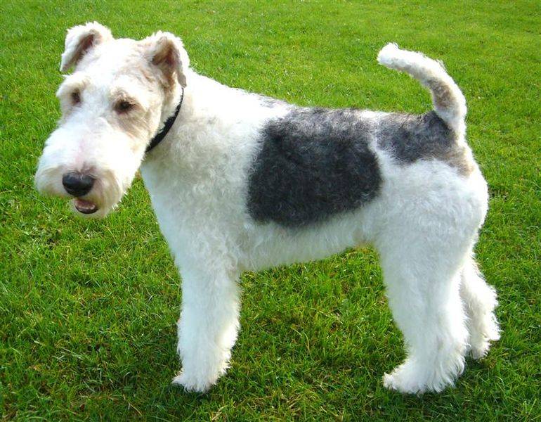 Γιατί χρησιμοποιούσαν το Wire Fox Terrier;