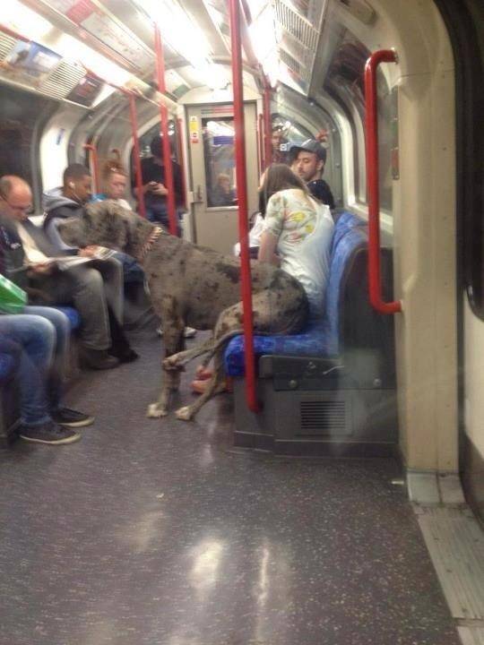 Ο ευγενής Γίγας στο Μετρό...