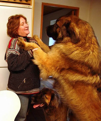 Leonberger