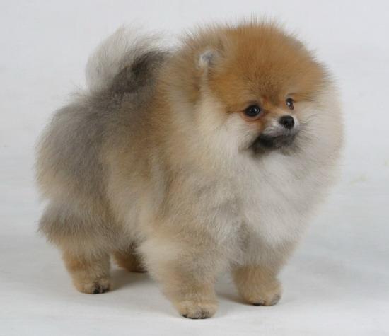Πομεράνιαν Pomeranian Πληροφορίες για τη ράτσα σκύλου
