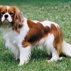 Καβαλιέρ κινγκ τσαρλσ σπανιέλ