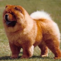 καφετί τσόου-τσόου