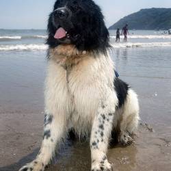 Γουίτζι ο ναυαγοσώστης