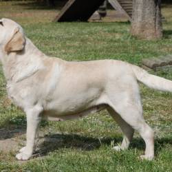 Λαμπραντόρ