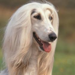 Afghan hound