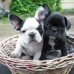 Γαλλικό Μπολντόγκ