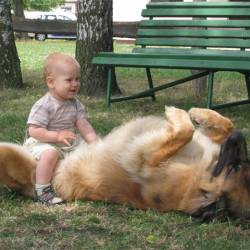 Leonberger