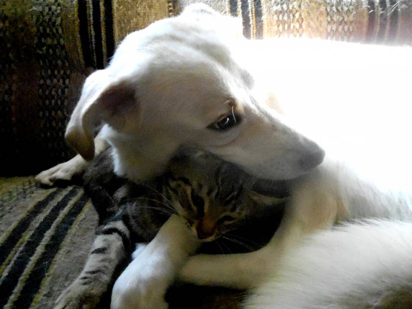 Σαν το σκύλο με τη γάτα