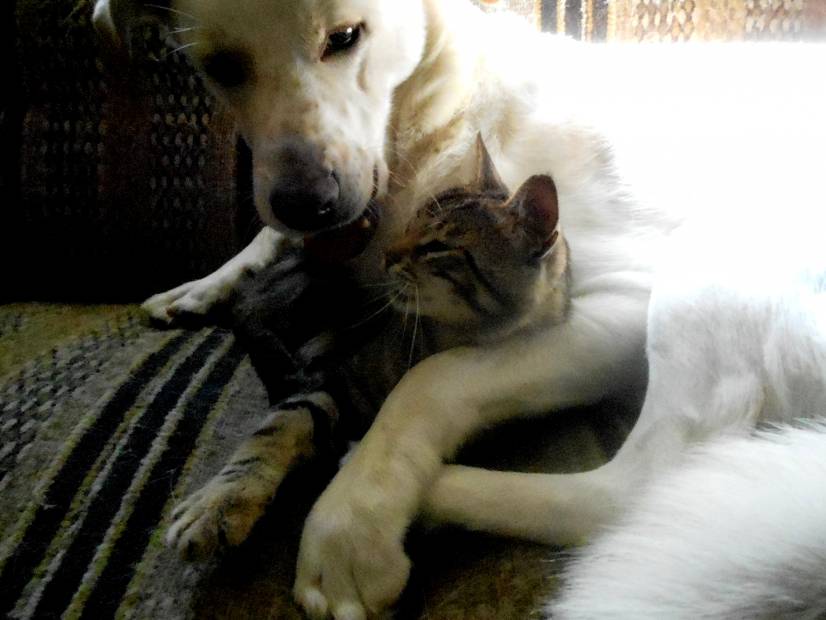 Σαν το σκύλο με τη γάτα