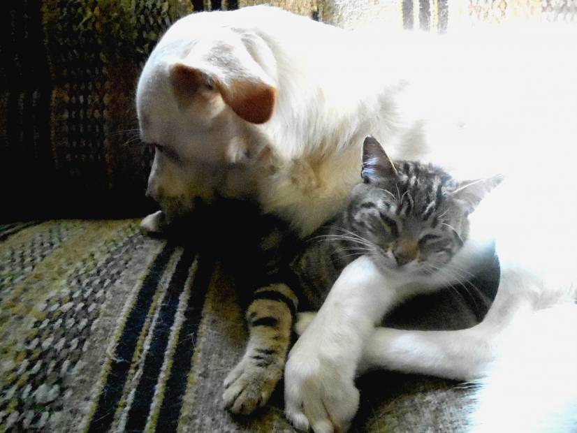 Σαν το σκύλο με τη γάτα