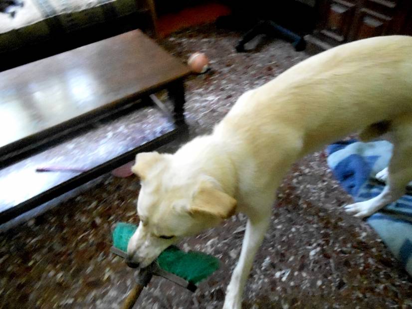 Πρωινό σκούπισμα