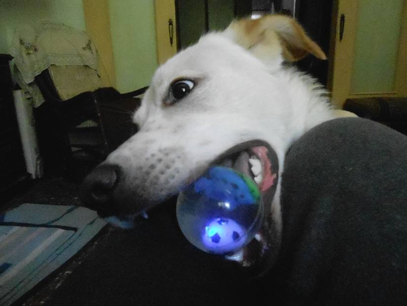 Σκύλος αστυνομικός με σειρήνα