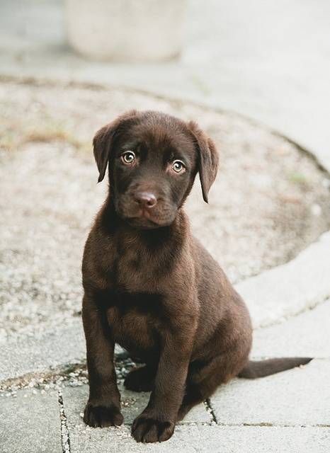 Λαμπραντόρ κουτάβια