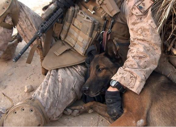 Σκύλος στον πόλεμο