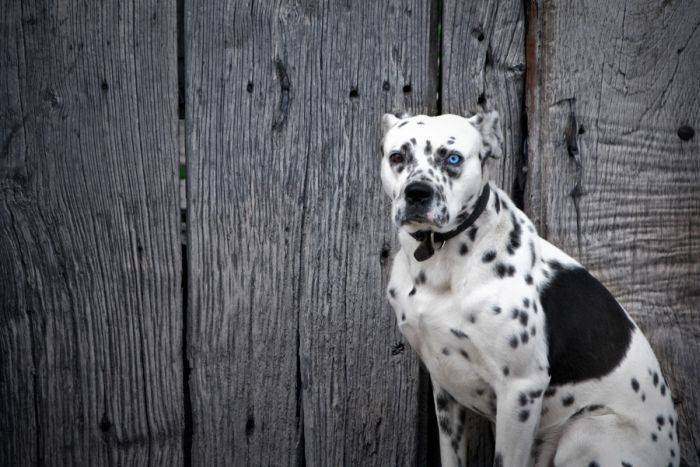 Σκυλιά με περίεργα μάτια