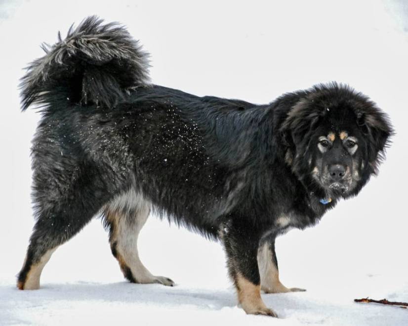 Θιβετιανό Μαστίφ