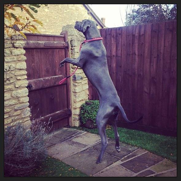 τεράστια σκυλιά