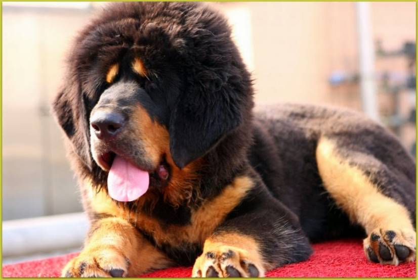 Θιβετιανό Μαστίφ