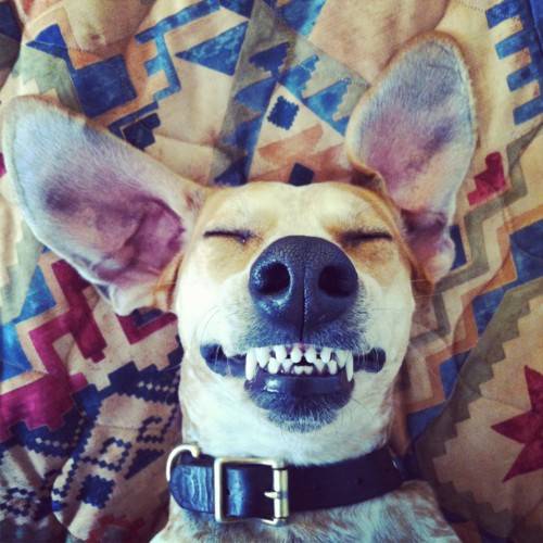 Χαμόγελα απο σκυλιά