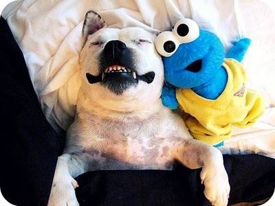 Χαμόγελα απο σκυλιά