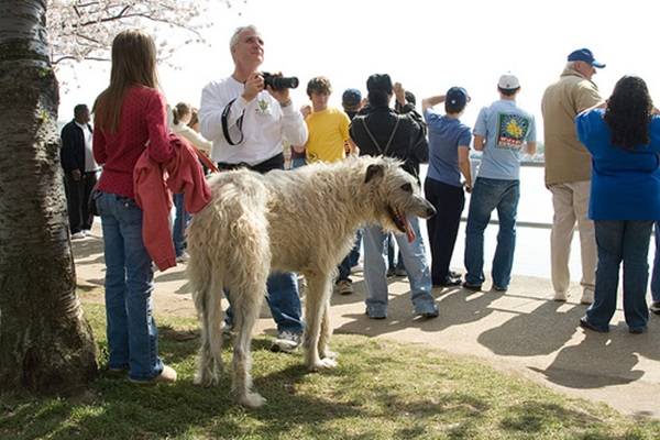 σκυλία γίγαντες