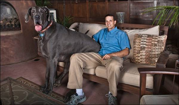 σκυλία γίγαντες