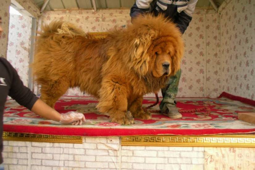 Θιβετιανό Μαστίφ