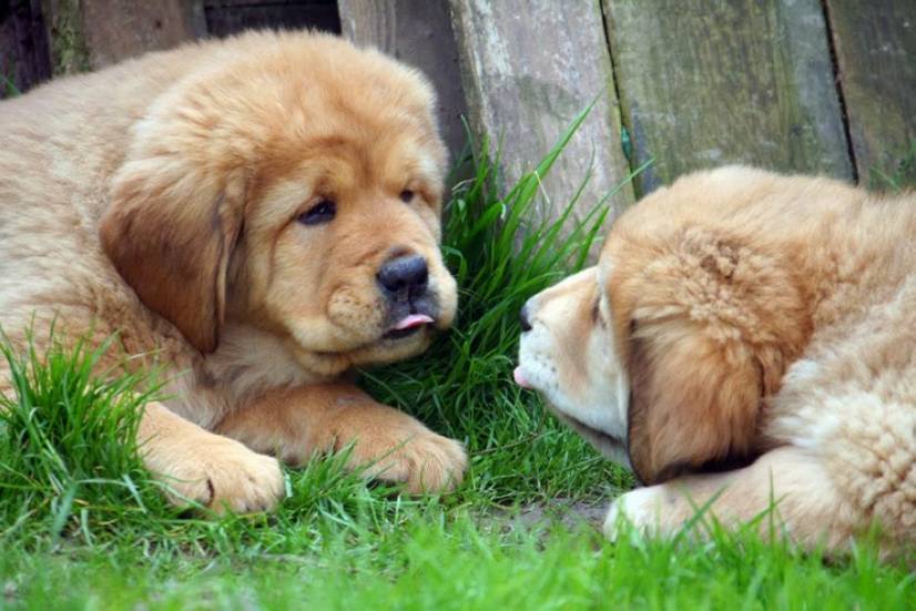 Θιβετιανό Μαστίφ