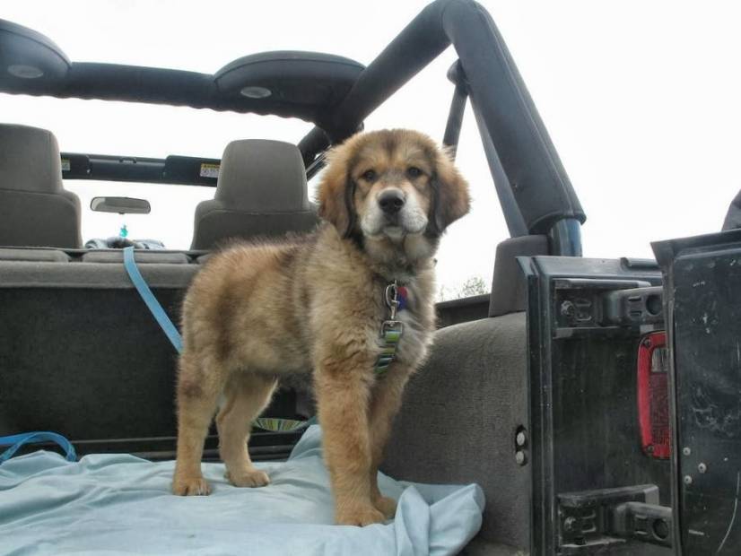 Θιβετιανό Μαστίφ