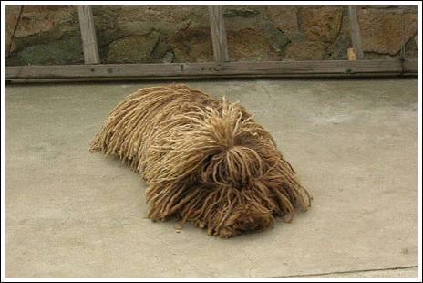 σκυλος σφουγγαρίστρα, το πούλι