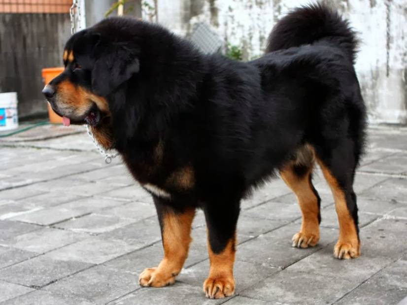 Θιβετιανό Μαστίφ