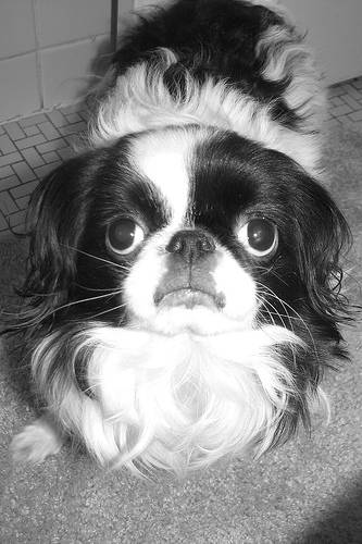 Σκυλιά με περίεργα μάτια