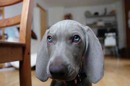 Σκυλιά με περίεργα μάτια