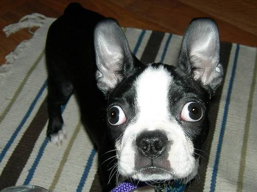 Σκυλιά με περίεργα μάτια