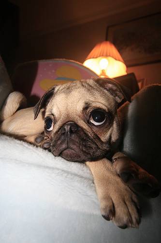 Σκυλιά με περίεργα μάτια