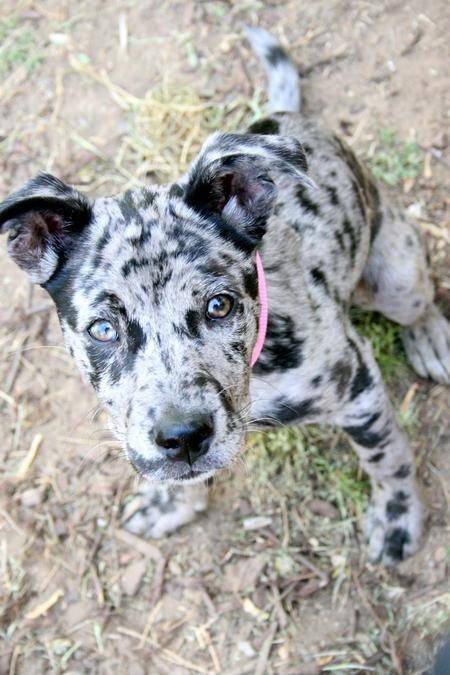 Catahoula Leopard Dog