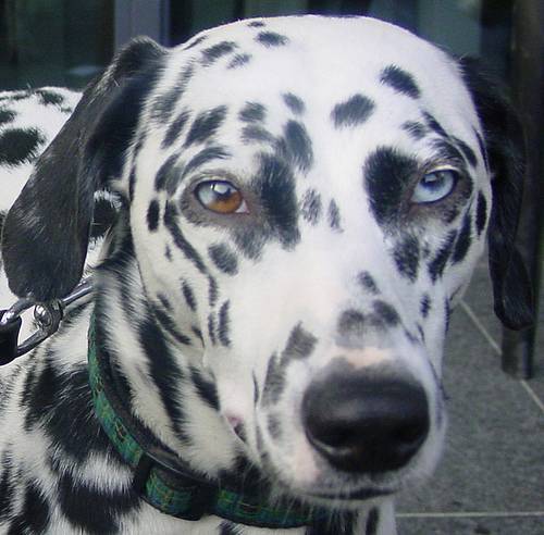 Σκυλιά με περίεργα μάτια