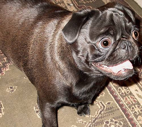 Σκυλιά με περίεργα μάτια