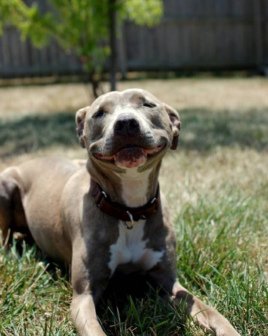 Χαμόγελα απο σκυλιά