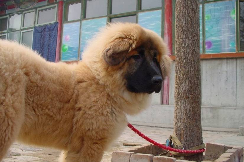 Θιβετιανό Μαστίφ