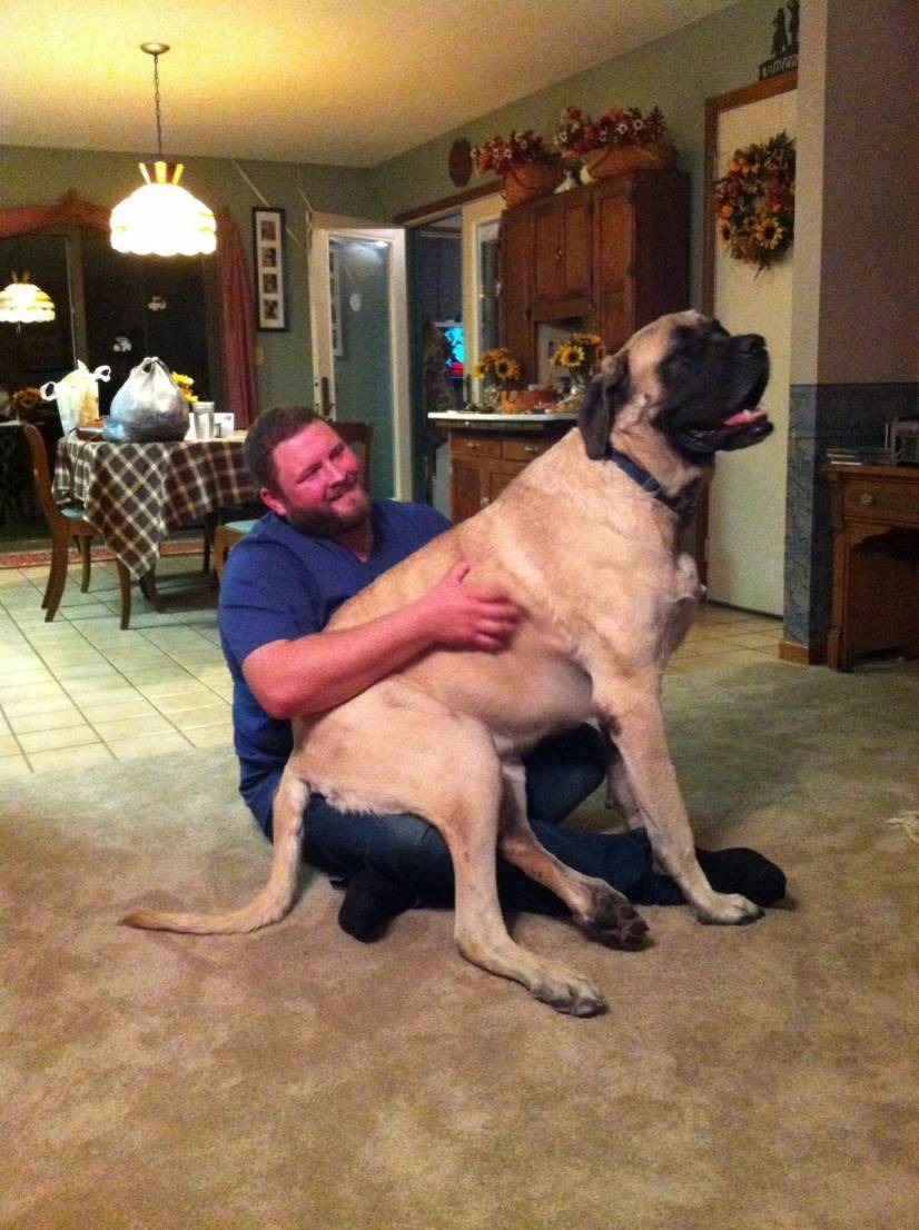 τεράστια σκυλιά