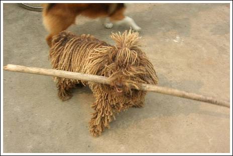 σκυλος σφουγγαρίστρα, το πούλι