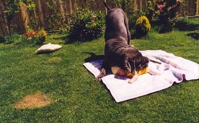 Ο καλύτερος φίλος του μωρού