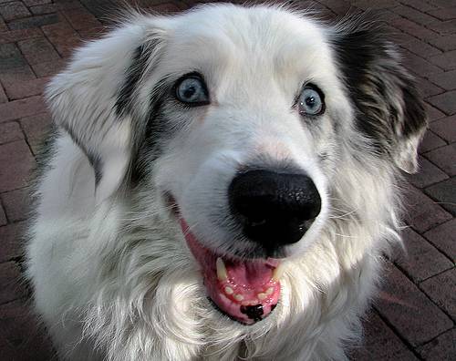 Σκυλιά με περίεργα μάτια