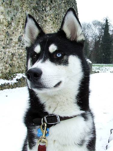 Σκυλιά με περίεργα μάτια