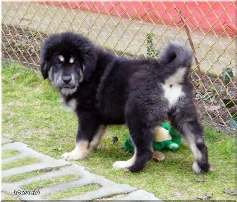 Θιβετιανό Μαστίφ