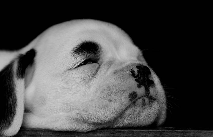 Φατσούλες απο κουταβάκια