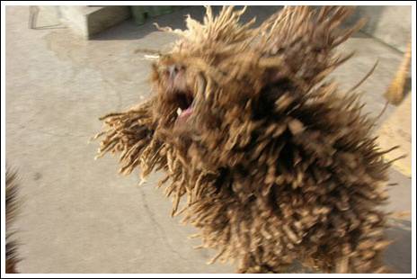 σκυλος σφουγγαρίστρα, το πούλι