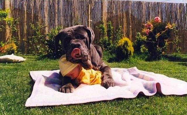 Ο καλύτερος φίλος του μωρού