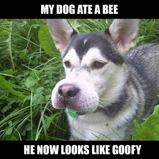 Ο σκυλος μου εφαγε μια μελισσα
